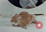 Image Comportement des chats United States USA, 1957, de la seconde 54 séquences d'archives historiques vidéo 65675047218