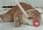 Image Comportement des chats United States USA, 1957, de la seconde 55 séquences d'archives historiques vidéo 65675047218