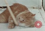 Image Comportement des chats United States USA, 1957, de la seconde 56 séquences d'archives historiques vidéo 65675047218