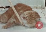 Image Comportement des chats United States USA, 1957, de la seconde 57 séquences d'archives historiques vidéo 65675047218