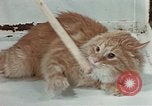 Image Comportement des chats United States USA, 1957, de la seconde 58 séquences d'archives historiques vidéo 65675047218