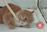 Image Comportement des chats United States USA, 1957, de la seconde 59 séquences d'archives historiques vidéo 65675047218
