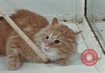 Image Comportement des chats United States USA, 1957, de la seconde 60 séquences d'archives historiques vidéo 65675047218
