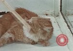 Image Comportement des chats United States USA, 1957, de la seconde 61 séquences d'archives historiques vidéo 65675047218