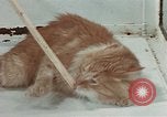 Image Comportement des chats United States USA, 1957, de la seconde 62 séquences d'archives historiques vidéo 65675047218