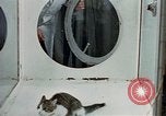 Image of cat behavior United States USA, 1957, second 12 stock footage video 65675047219