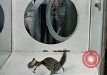 Image of cat behavior United States USA, 1957, second 13 stock footage video 65675047219