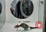 Image of cat behavior United States USA, 1957, second 14 stock footage video 65675047219