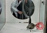 Image of cat behavior United States USA, 1957, second 15 stock footage video 65675047219