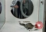 Image of cat behavior United States USA, 1957, second 16 stock footage video 65675047219