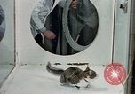 Image of cat behavior United States USA, 1957, second 17 stock footage video 65675047219
