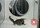 Image of cat behavior United States USA, 1957, second 18 stock footage video 65675047219