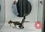 Image of cat behavior United States USA, 1957, second 19 stock footage video 65675047219