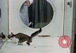 Image of cat behavior United States USA, 1957, second 20 stock footage video 65675047219