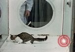Image of cat behavior United States USA, 1957, second 21 stock footage video 65675047219