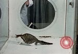 Image of cat behavior United States USA, 1957, second 22 stock footage video 65675047219