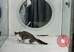 Image of cat behavior United States USA, 1957, second 23 stock footage video 65675047219