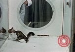 Image of cat behavior United States USA, 1957, second 24 stock footage video 65675047219