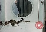 Image of cat behavior United States USA, 1957, second 25 stock footage video 65675047219