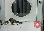 Image of cat behavior United States USA, 1957, second 26 stock footage video 65675047219