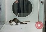 Image of cat behavior United States USA, 1957, second 27 stock footage video 65675047219