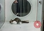 Image of cat behavior United States USA, 1957, second 28 stock footage video 65675047219