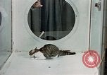 Image of cat behavior United States USA, 1957, second 29 stock footage video 65675047219