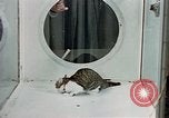 Image of cat behavior United States USA, 1957, second 30 stock footage video 65675047219