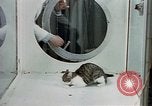 Image of cat behavior United States USA, 1957, second 31 stock footage video 65675047219