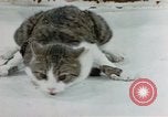Image of cat behavior United States USA, 1957, second 32 stock footage video 65675047219