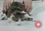 Image of cat behavior United States USA, 1957, second 33 stock footage video 65675047219