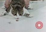 Image of cat behavior United States USA, 1957, second 34 stock footage video 65675047219
