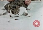 Image of cat behavior United States USA, 1957, second 35 stock footage video 65675047219