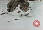 Image of cat behavior United States USA, 1957, second 36 stock footage video 65675047219