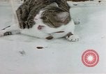 Image of cat behavior United States USA, 1957, second 37 stock footage video 65675047219