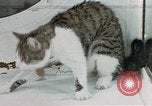 Image of cat behavior United States USA, 1957, second 38 stock footage video 65675047219