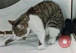 Image of cat behavior United States USA, 1957, second 39 stock footage video 65675047219