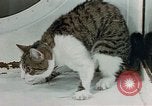 Image of cat behavior United States USA, 1957, second 40 stock footage video 65675047219