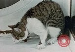 Image of cat behavior United States USA, 1957, second 41 stock footage video 65675047219