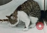 Image of cat behavior United States USA, 1957, second 42 stock footage video 65675047219