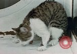 Image of cat behavior United States USA, 1957, second 43 stock footage video 65675047219
