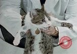 Image of cat behavior United States USA, 1957, second 44 stock footage video 65675047219