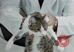 Image of cat behavior United States USA, 1957, second 45 stock footage video 65675047219