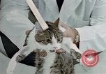 Image of cat behavior United States USA, 1957, second 46 stock footage video 65675047219