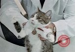 Image of cat behavior United States USA, 1957, second 47 stock footage video 65675047219