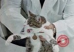 Image of cat behavior United States USA, 1957, second 48 stock footage video 65675047219