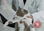 Image of cat behavior United States USA, 1957, second 49 stock footage video 65675047219
