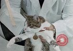 Image of cat behavior United States USA, 1957, second 50 stock footage video 65675047219