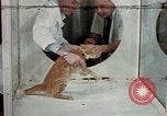 Image of cat behavior United States USA, 1957, second 51 stock footage video 65675047219