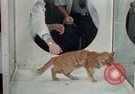 Image of cat behavior United States USA, 1957, second 52 stock footage video 65675047219